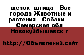 щенок  шпица - Все города Животные и растения » Собаки   . Самарская обл.,Новокуйбышевск г.